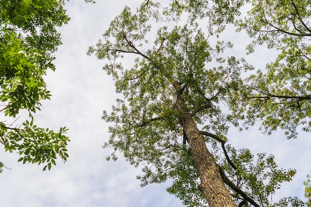 Widok drzew z wnętrza lasu