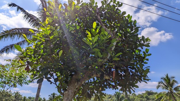 widok drzewa jackfruit