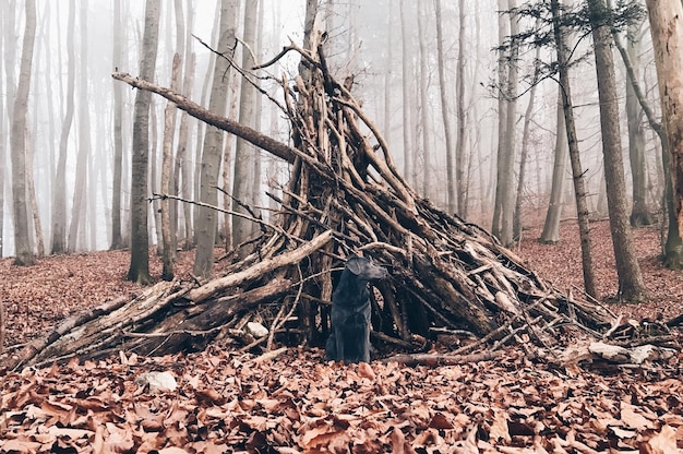 Zdjęcie widok drzewa w lesie