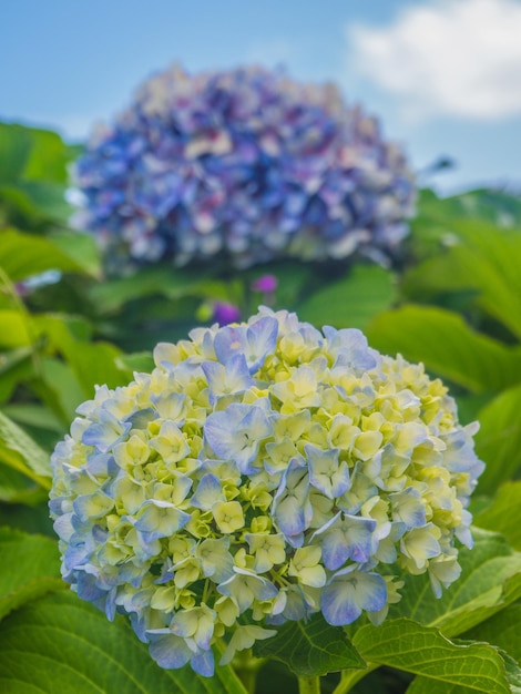 Widok dwóch Hortensji Macrophylla, jednej na pierwszym planie w centrum uwagi, a drugiej w tle.