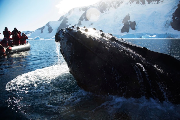 Zdjęcie widok ekologicznych turystów obserwujących wieloryba grzbietowego w morzu