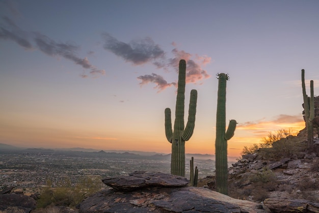 Zdjęcie widok feniksa z kaktusem saguaro