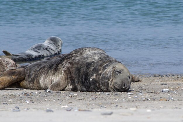 Zdjęcie widok foki na plaży