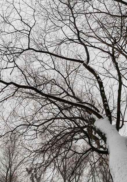 Widok gałęzi ośnieżonego drzewa od dołu do góry