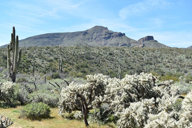 Widok góry słonia z kaktusem saguaro na pustyni Sonora, Cave Creek, Arizona