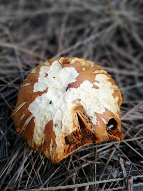 Zdjęcie widok grzyba z wysokiego kąta