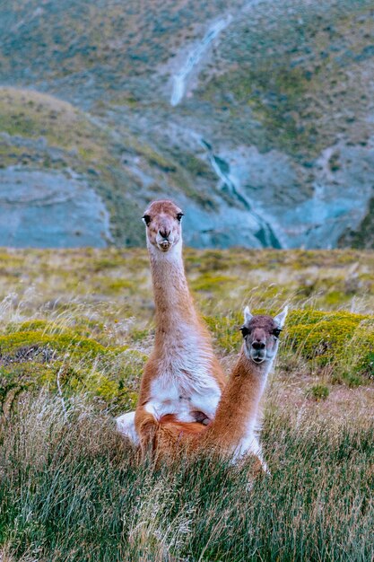 Zdjęcie widok guanaco na lądzie