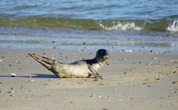 Zdjęcie widok jaszczurki na plaży