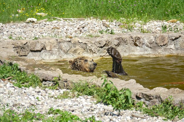 Zdjęcie widok jaszczurki na skale