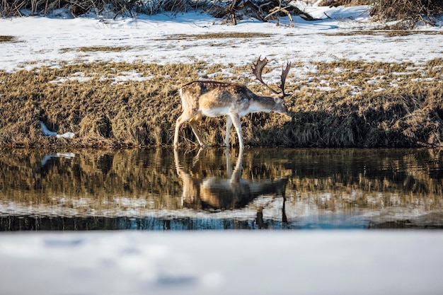 Zdjęcie widok jelenia pijącego wodę w jeziorze w śniegu