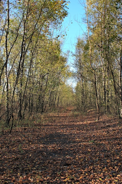 Widok jesieni brzozy las z ścieżką.