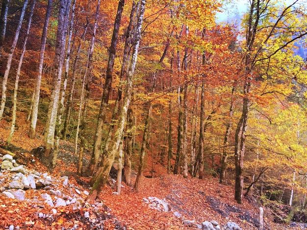 Widok jesiennych drzew w lesie