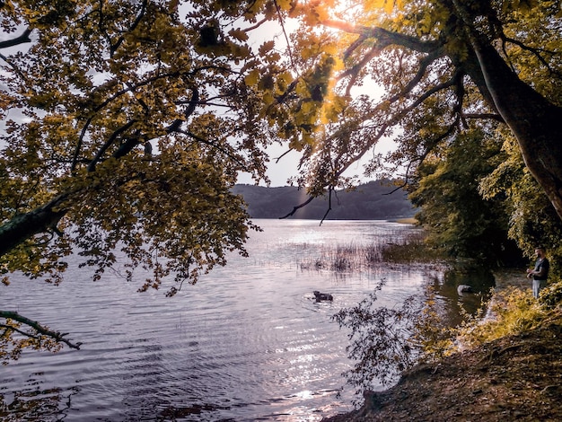 Zdjęcie widok jeziora w lesie jesienią