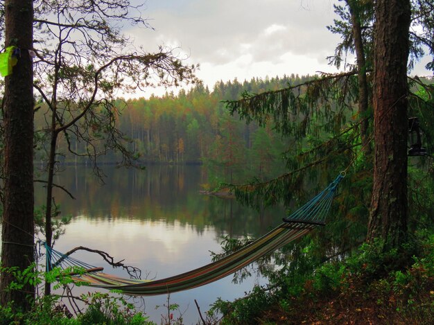 Widok jeziora w lesie na tle nieba