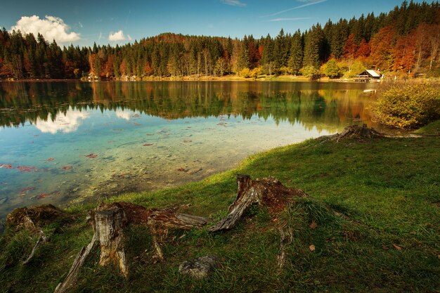 Widok Jeziora W Lesie Na Tle Nieba