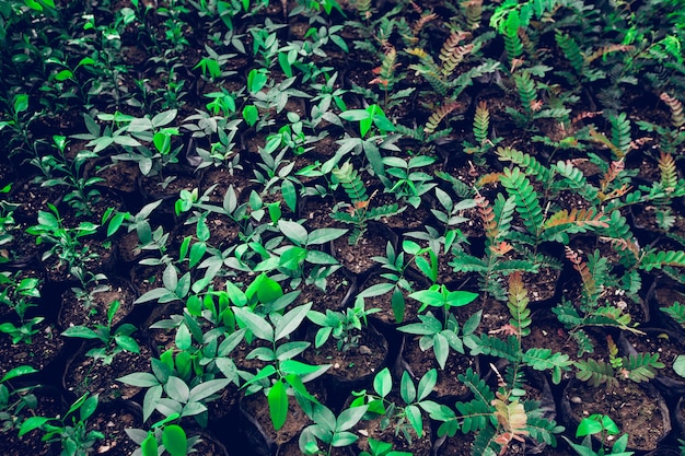 Widok Kiełkować Rośliny Od Seedbed Salowego