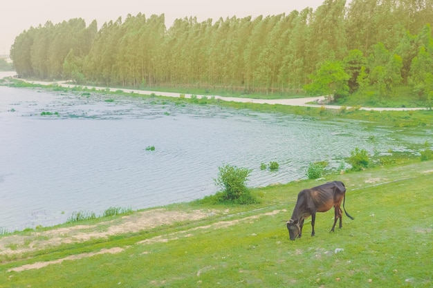 Zdjęcie widok konia na jeziorze