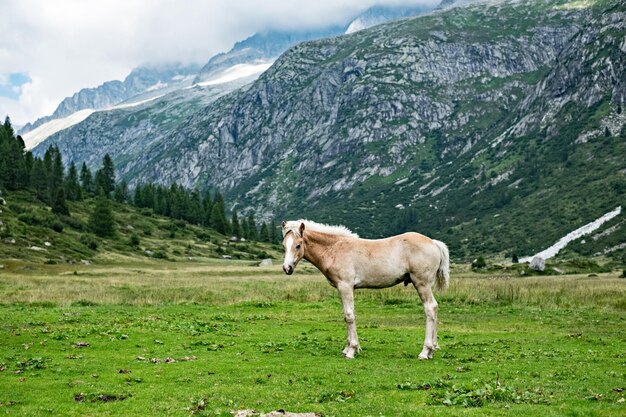 Widok konia na krajobraz