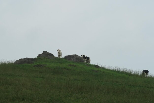 Zdjęcie widok konia na polu