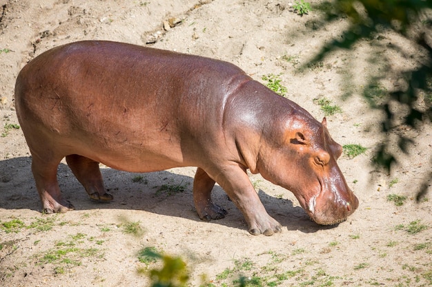 Zdjęcie widok konia z boku w zoo