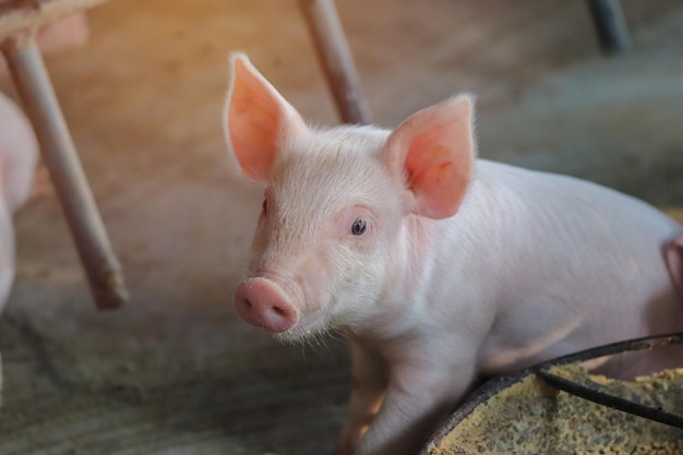 Widok konia z wysokiego kąta