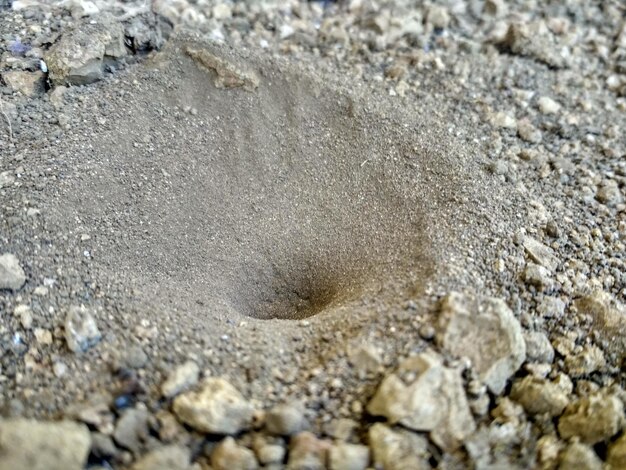 Widok kraba na piasku z wysokiego kąta