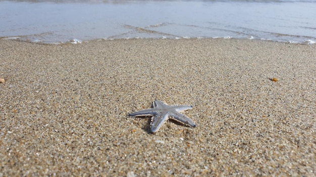 Zdjęcie widok kraba na plaży