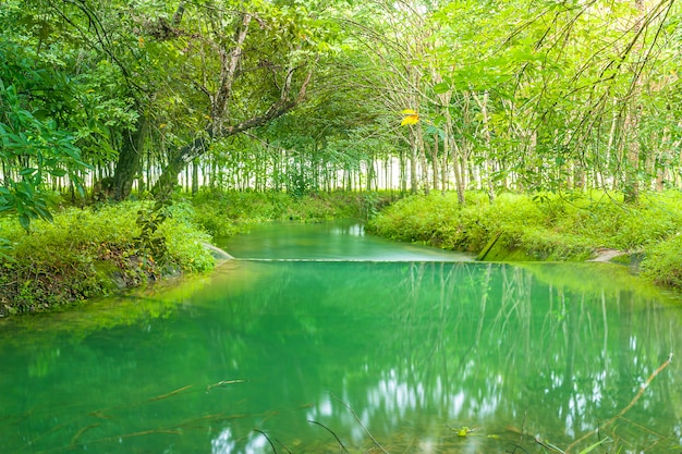 Widok krajobrazowa natura i rzeka w zielonym drzewie