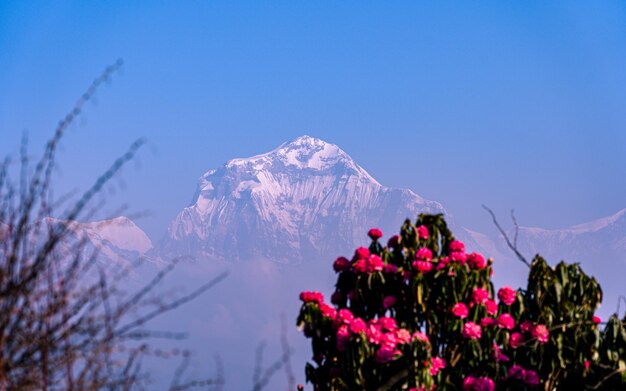 Widok krajobrazu kwitnącego kwiatu rododendronu w Poonhill w Nepalu