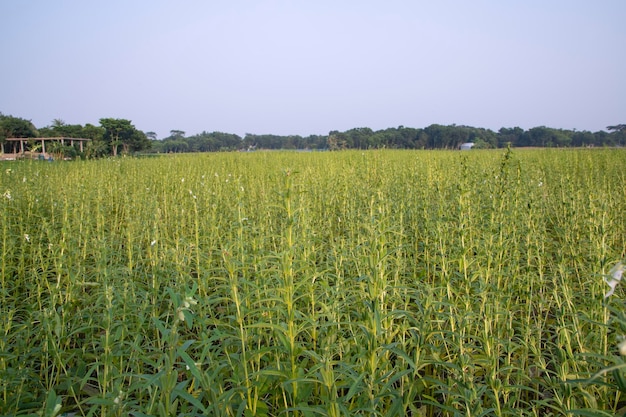 Widok krajobrazu naturalnego sezamu posadzonego na wiejskim polu Bangladeszu