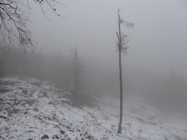 Zdjęcie widok krajobrazu w zimie