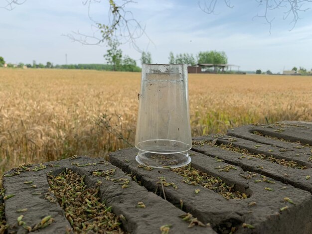 Zdjęcie widok kukurydzy na polu