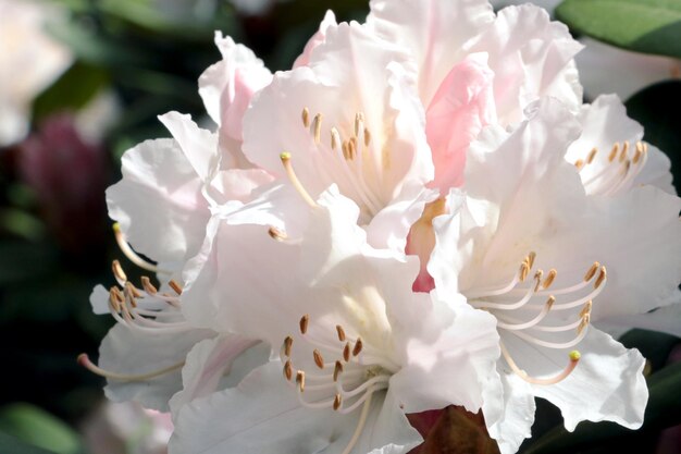 Widok kwitnącej gałęzi rododendronów w parku na wiosnę