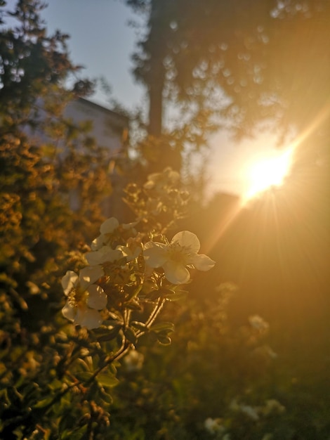 Widok kwitnącej rośliny na tle nieba podczas zachodu słońca