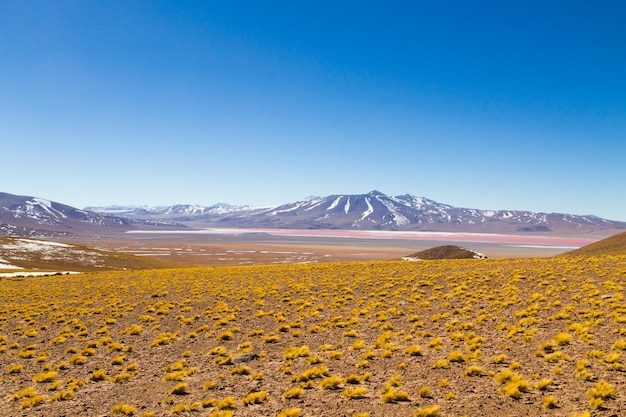 Widok Laguna Colorada Boliwia