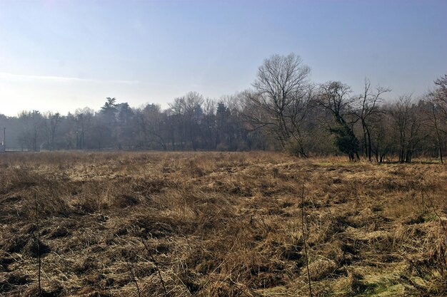 Widok łąki w lesie