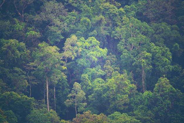 widok lasów tropikalnych, Khao Yai National Park, Tajlandia