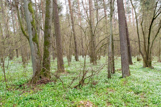 Widok lasu wiosennego z kwitnącymi kwiatami Anemona drewniana Anemone nemorosa L