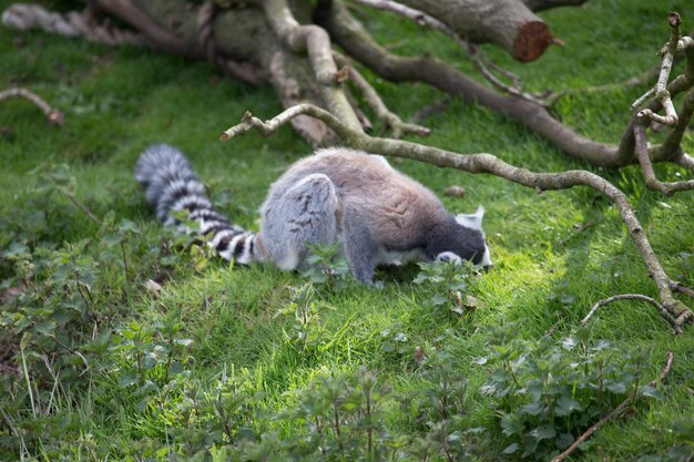 Zdjęcie widok lemura z wysokiego kąta na trawiastym polu