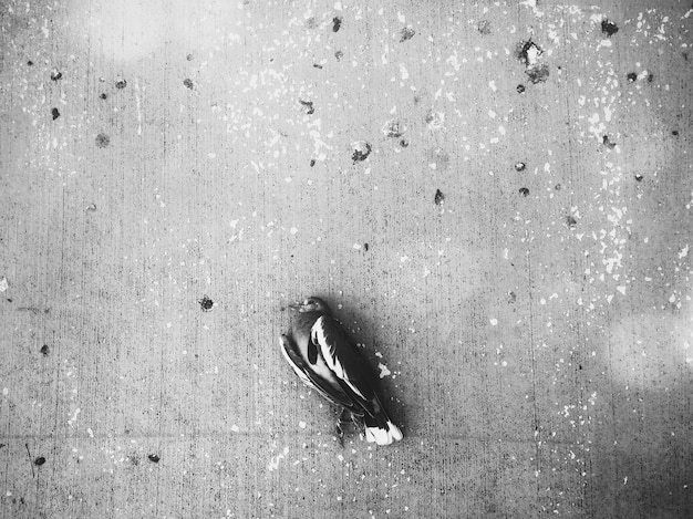 Zdjęcie widok martwego ptaka z wysokiego kąta