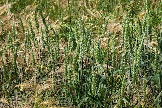 Widok mieszanych żółtozielonych łodyg pszenicy i jęczmienia stojących na plantacji latem