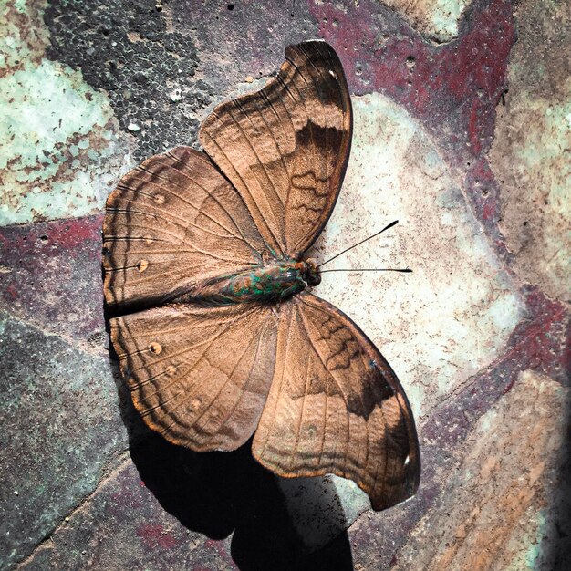 Zdjęcie widok motyla z wysokiego kąta