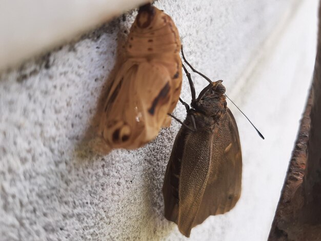 Zdjęcie widok motyla z wysokiego kąta