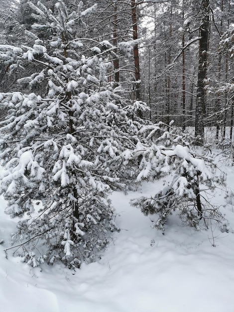 Widok na choinki na śniegu w lesie Zimowy krajobraz Ośnieżone drzewa