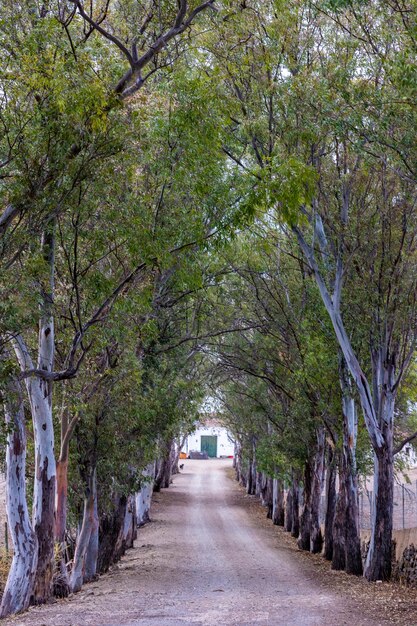 Widok na długą wiejską drogę z drzewami na południu Portugalii