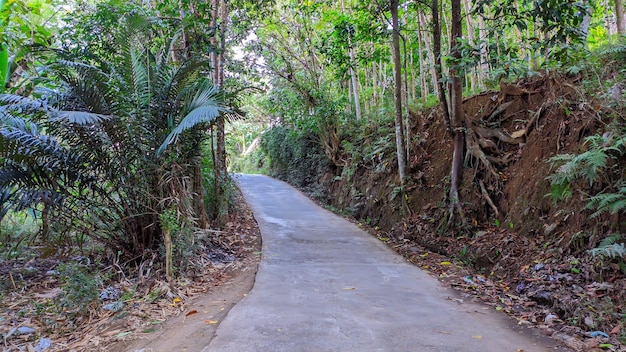 widok na drogę przez indonezyjski las