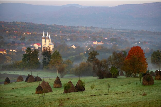 Zdjęcie widok na drzewa i budynki w tle nieba