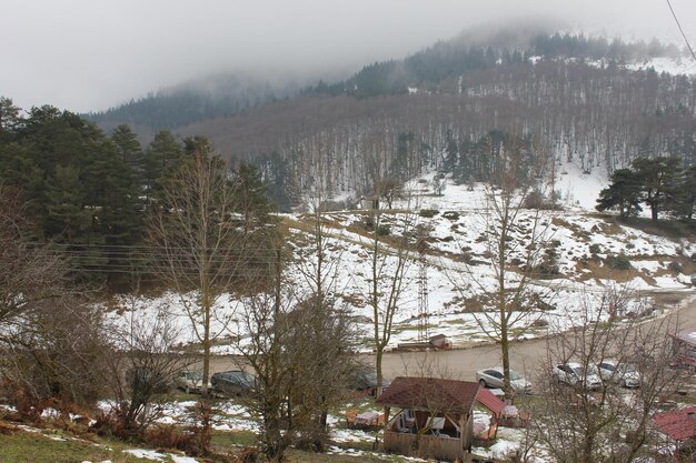 Widok na drzewa i budynki w zimie