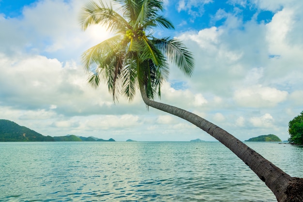 Widok na drzewa kokosowe i morze na Koh Chang