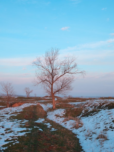 widok na drzewa na równinie